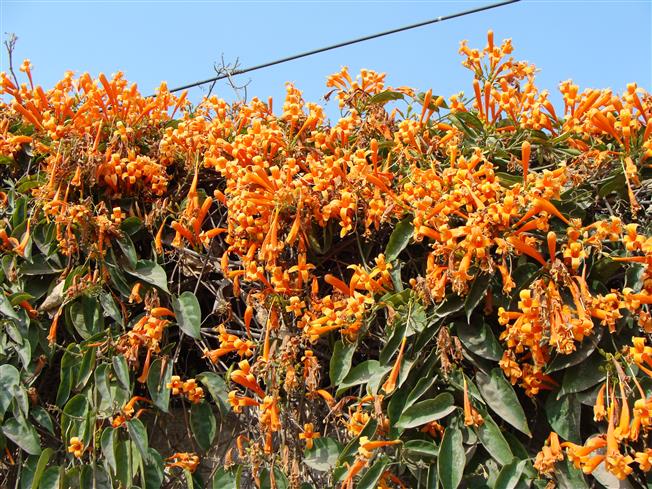Pyrostegia venusta
